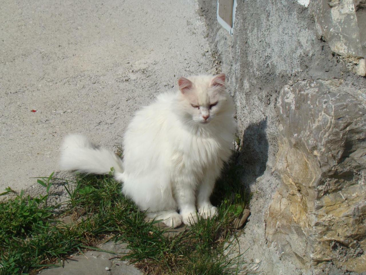 Rocinj Apartmaji Nena מראה חיצוני תמונה